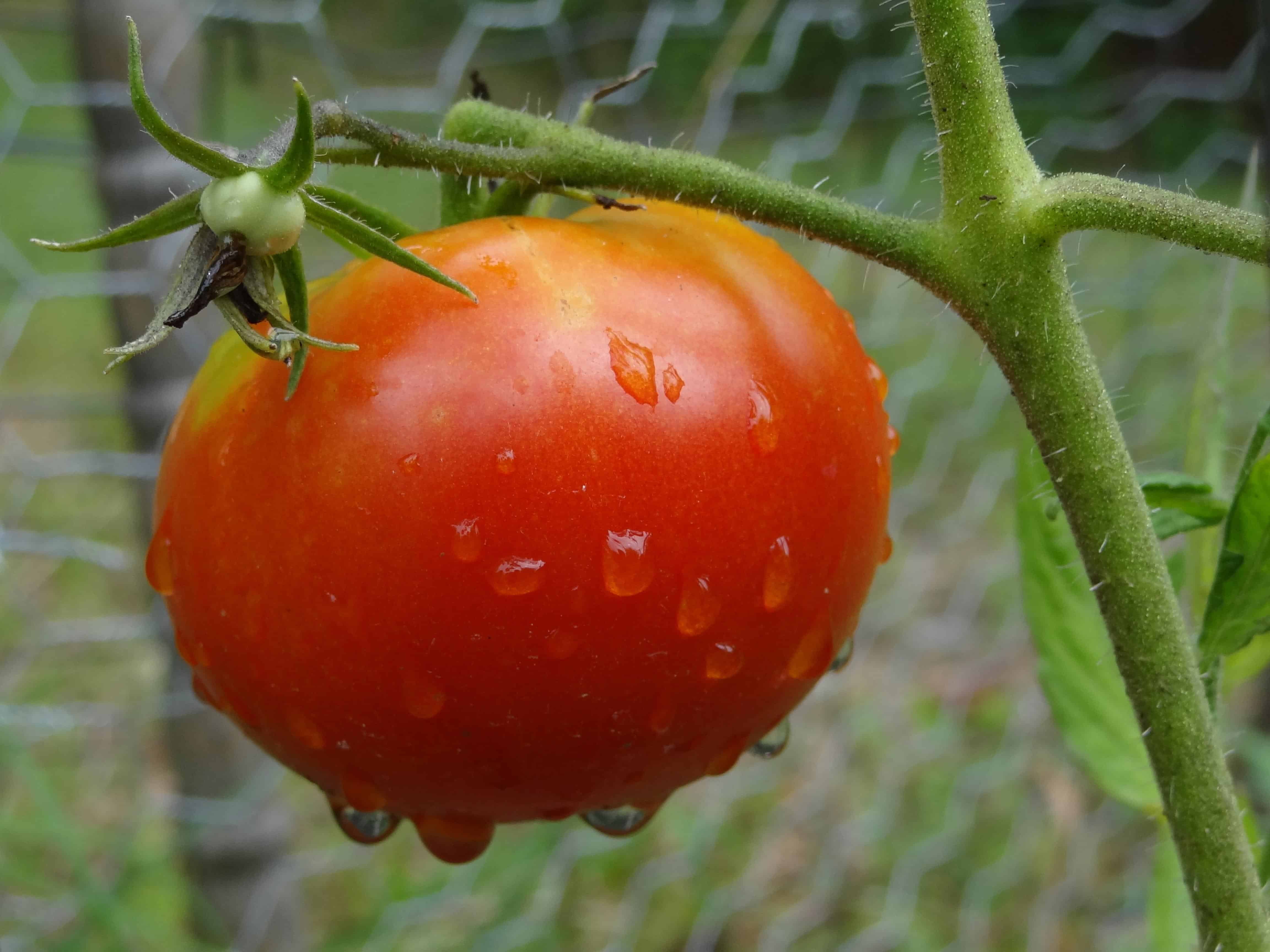 Как должны выглядеть помидоры. Томат ЭВРИТЕРМНЫЙ. Томат Махитос. Куст помидора. Томат обыкновенный.