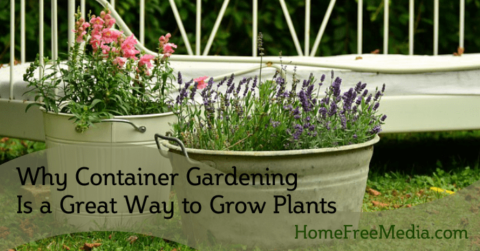 Why Container Gardening Is a Great Way to Grow Plants