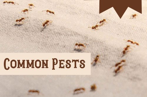 Common Pests PLR Article Pack