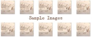 pest plr images